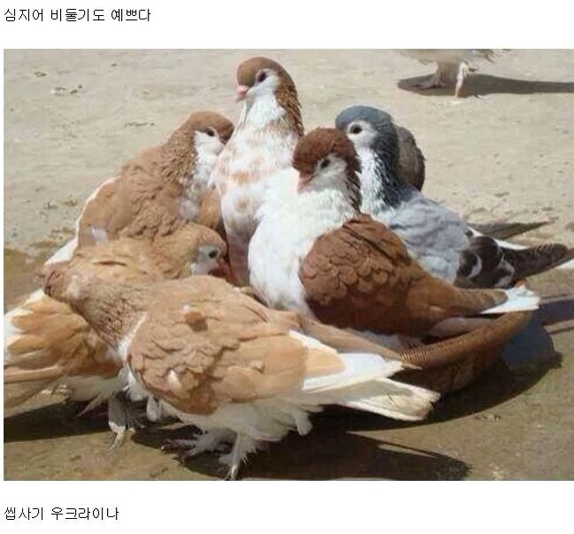 미인나라 이미지