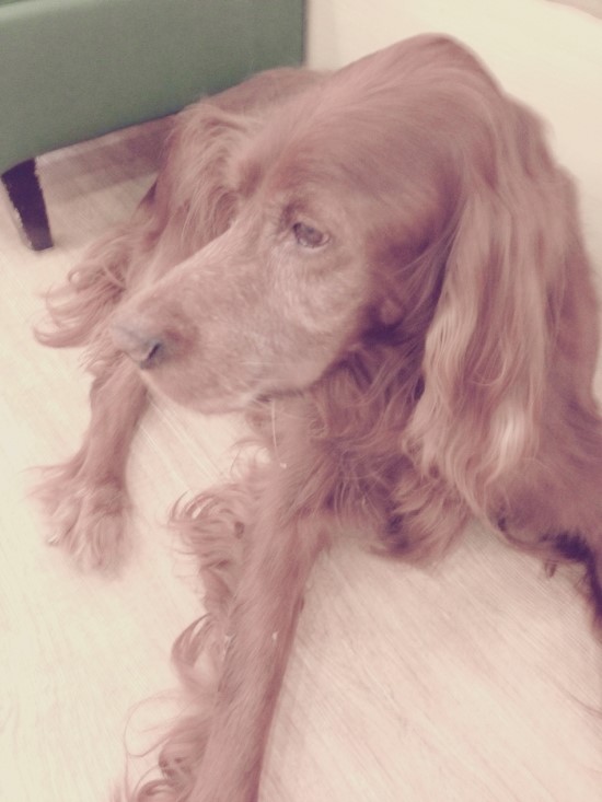 카페가다 이미지
