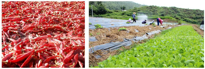 (주) 미녀와 김치 이미지