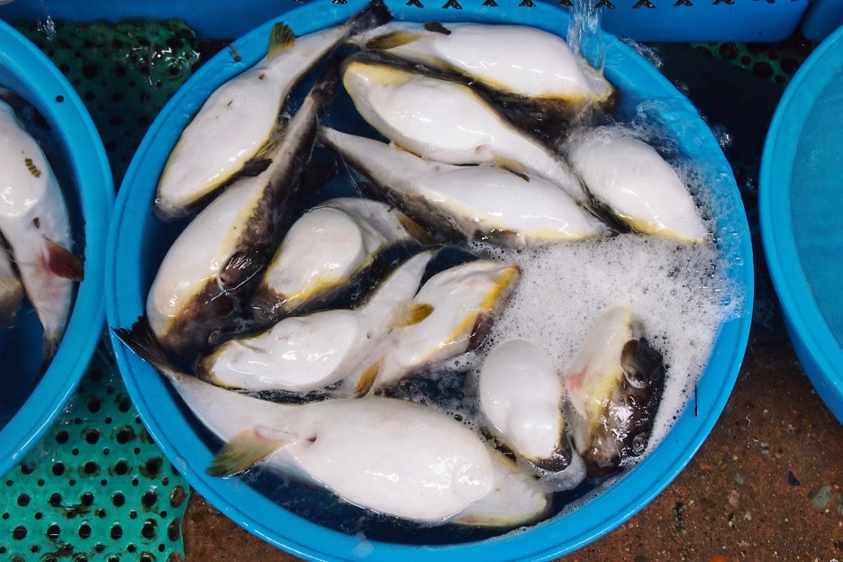 시장복어 이미지