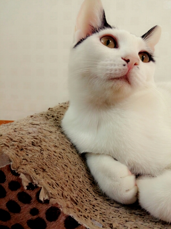깜댕이 이미지