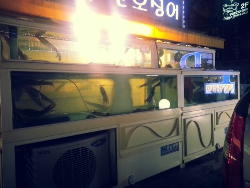 청정산오징어 이미지