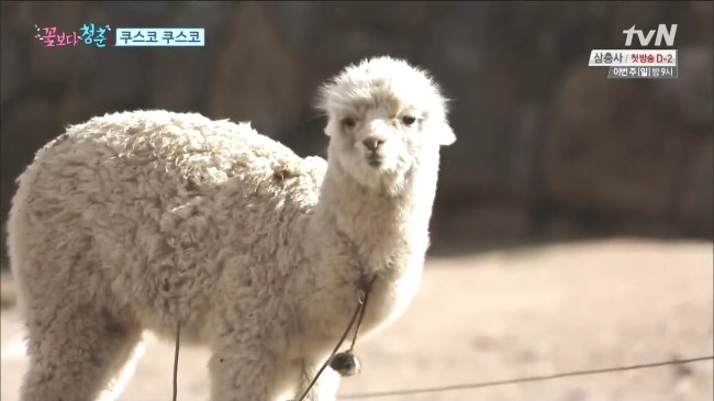 라마 이미지