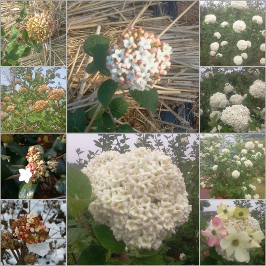 산들바람찐빵 이미지