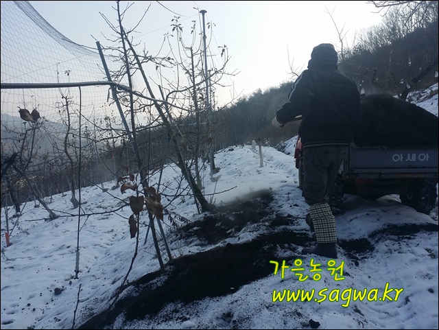 오후5시;사과밭 이미지