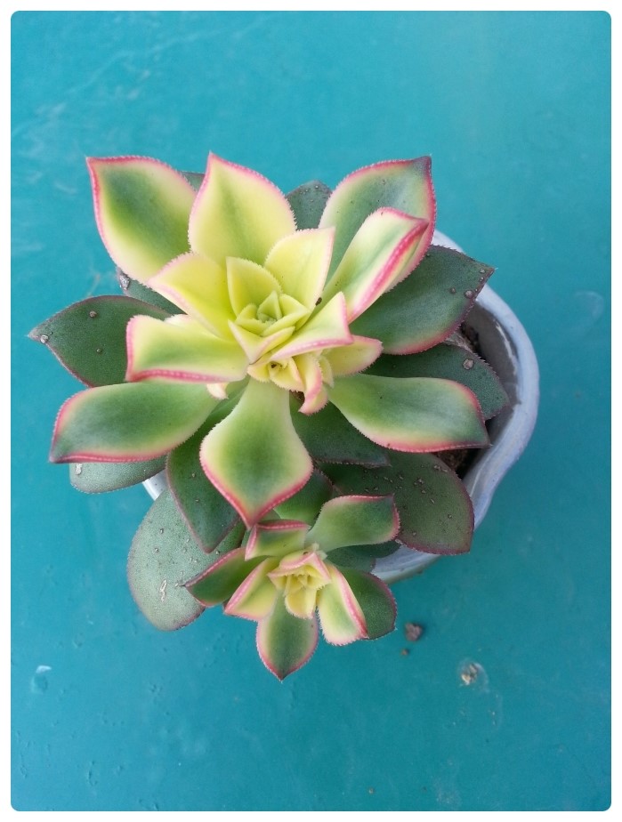 중앙꽃다육 이미지