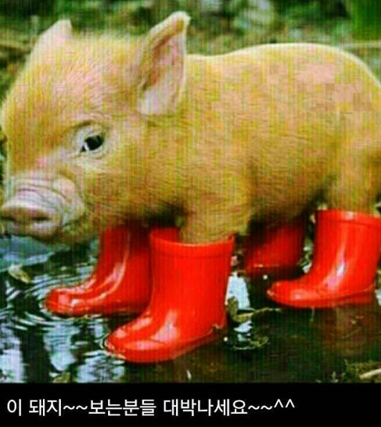 복도야지 이미지