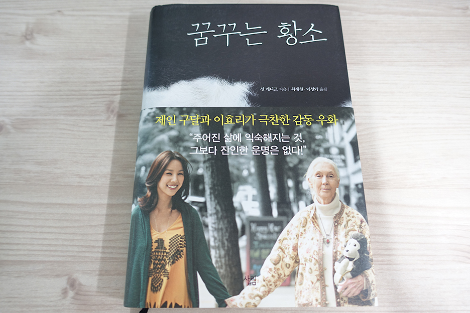 꿈꾸는황소 이미지
