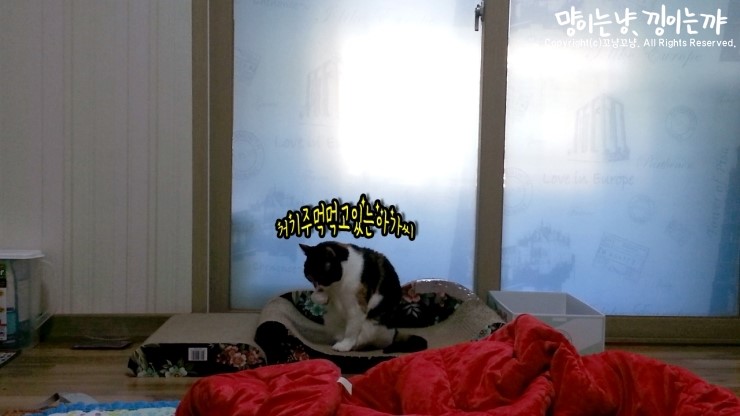 광란소나타 이미지