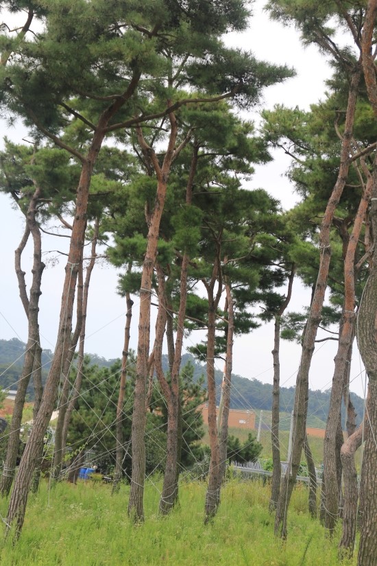 금마조경 이미지