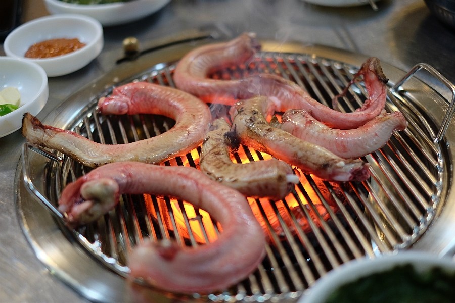 산꼼장어 이미지