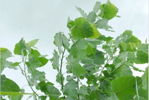 포플러(poplar) 이미지