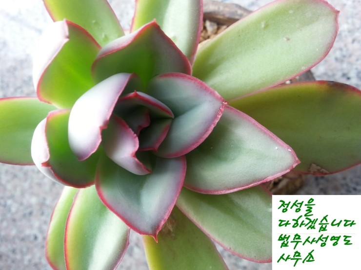 성심법무사사무소 이미지