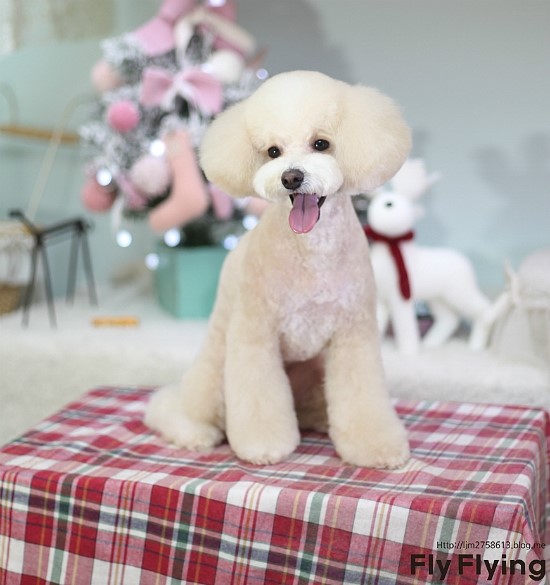 콩보리네 이미지