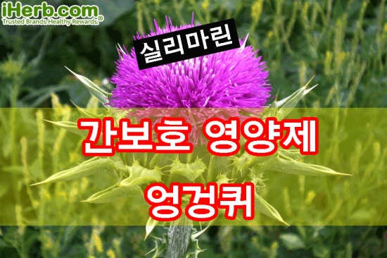 콩닥허브 이미지