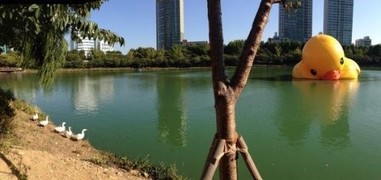 퐁닭 이미지