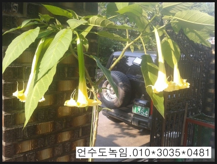 일루언 이미지