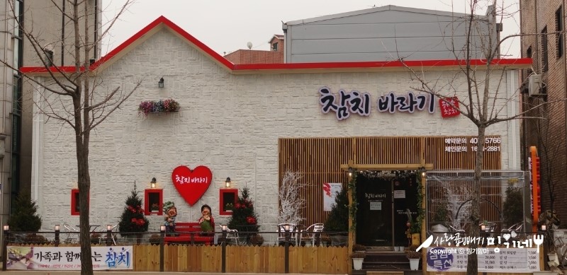 참치바라기 이미지