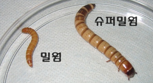영양밀웜 이미지