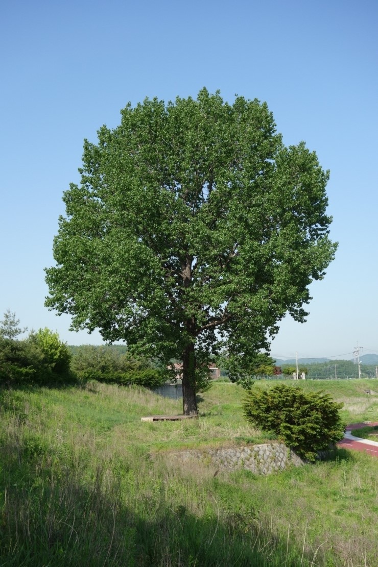 포플러(poplar) 이미지