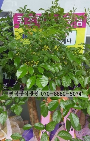 해피트리헤어샵 이미지