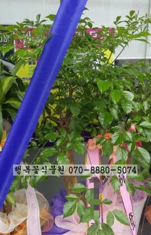 해피트리헤어샵 이미지