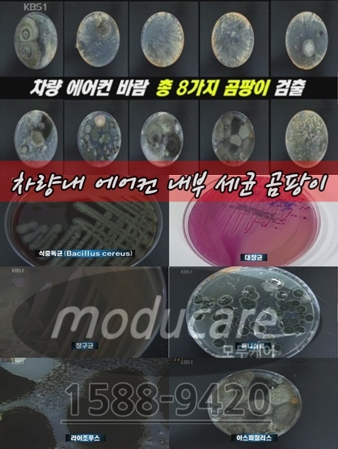 자동차에어컨청소냄새제거실내에바크리닝업체 이미지