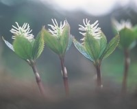 으뜸농원 이미지