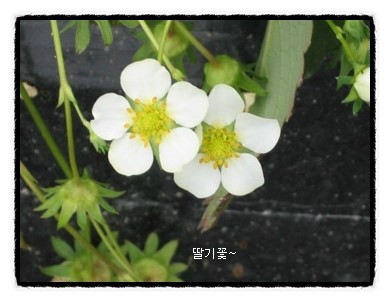 농업회사법인보석푸드(주) 이미지