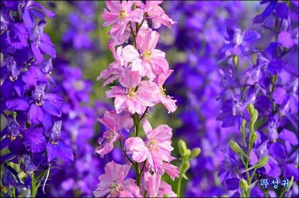 로벨리아(lobelia) 이미지
