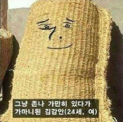 퐁닭 이미지