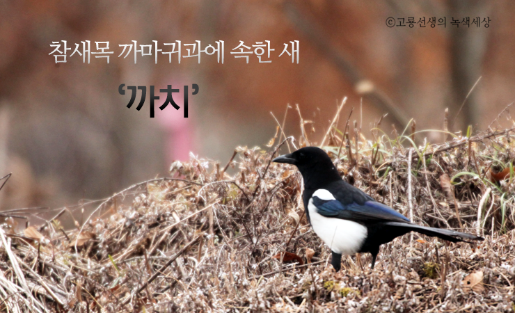 까치PC 이미지