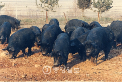 제주흑돼지 이미지