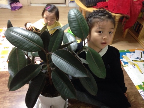 수풀삼 이미지