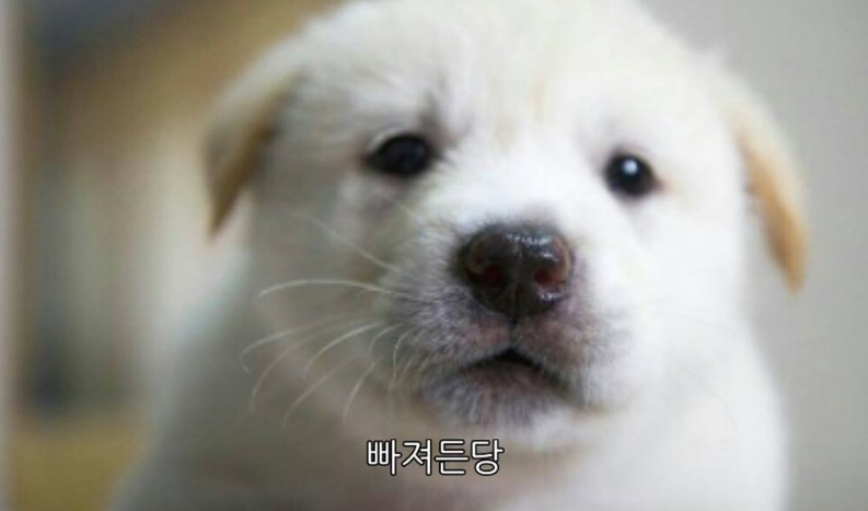 참 이미지