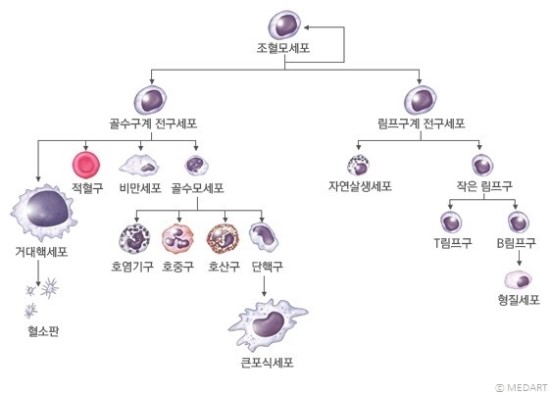 림프구 : 네이버 블로그