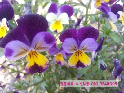 고운리폼수선 이미지