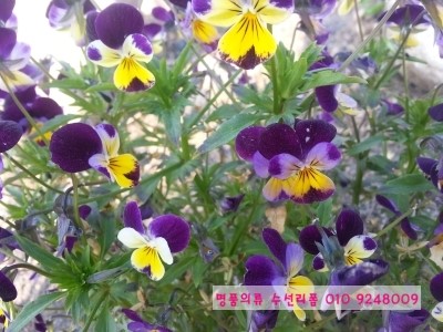 고운리폼수선 이미지