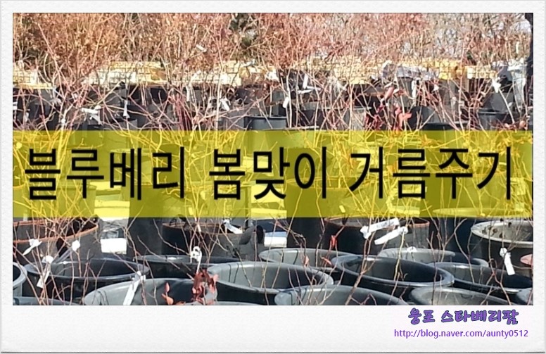 스타베리팜 이미지