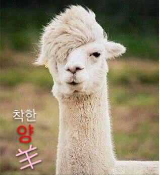착한양꼬치구이 이미지