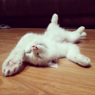 와규홀릭 이미지