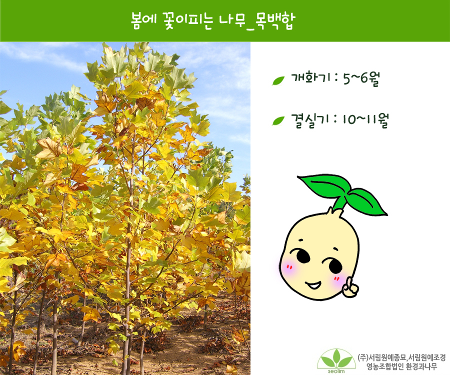 꽃피는나무 이미지