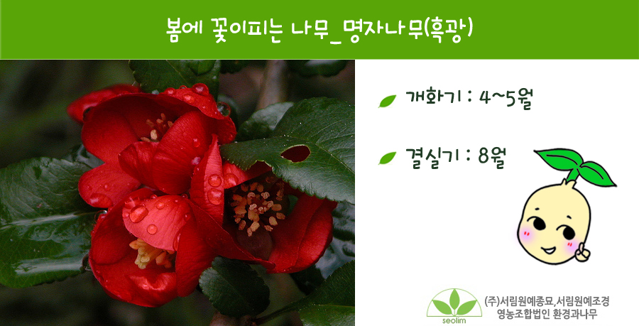 꽃피는나무 이미지