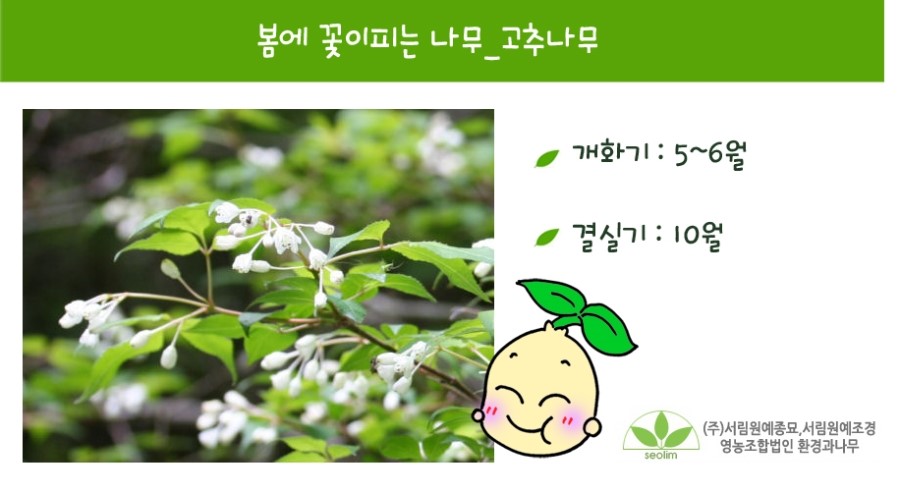 꽃피는나무 이미지