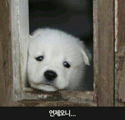 짱야식 이미지