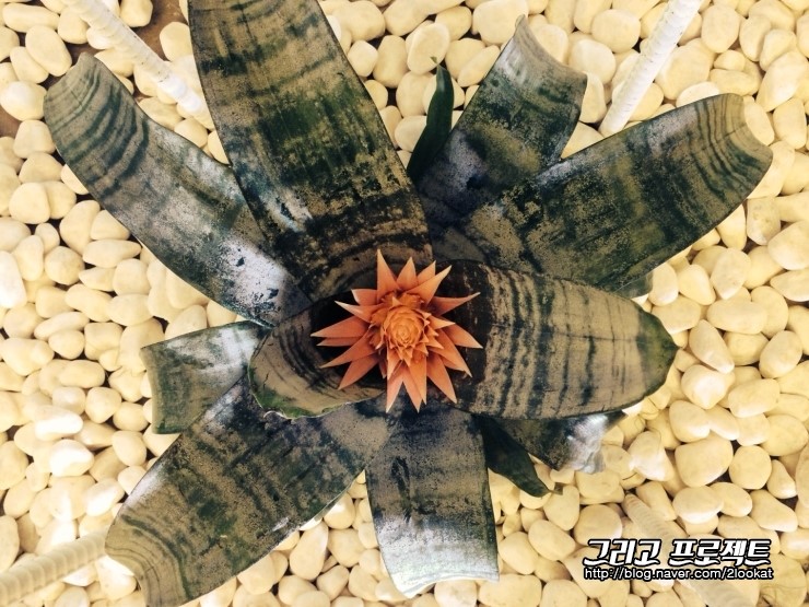 트라바이 이미지