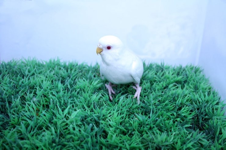 소형 앵무새의 종류와 특징 알아보기~(유리앵무, 사랑앵무, 모란앵무 편) 특징 알고 분양 받으세요! : 네이버 블로그