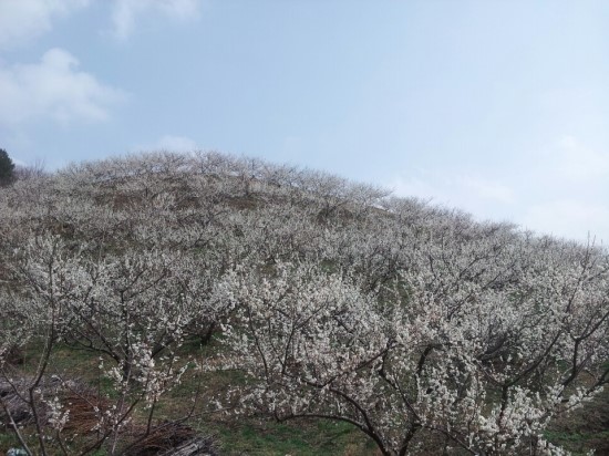 파란들농원 이미지