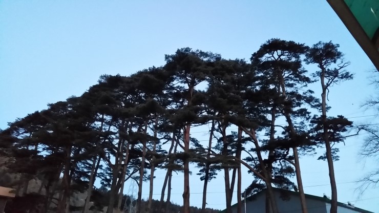 법인백두대간약초 이미지
