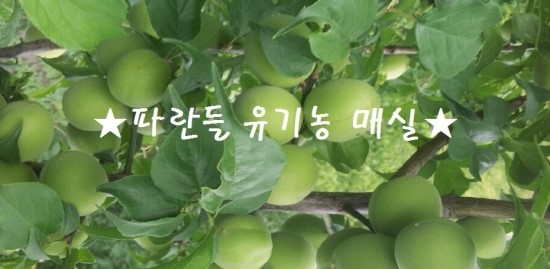 파란들농원 이미지